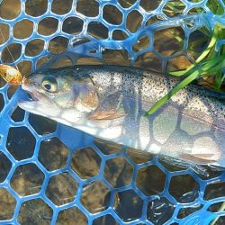 たまには数釣りを ～高島の泉～